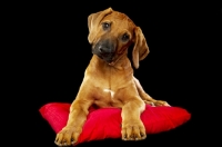 Picture of Rhodesian Ridgeback puppy lying down on pillow