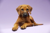 Picture of Rhodesian Ridgeback puppy lying on lilac background