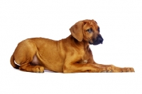 Picture of Rhodesian Ridgeback puppy lying down in studio