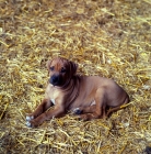 Picture of rhodesian ridgeback puppy lying on straw,
