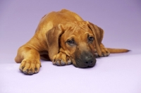 Picture of Rhodesian Ridgeback puppy lying on lilac background