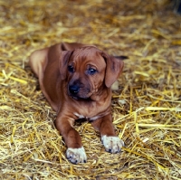 Picture of rhodesian ridgeback puppy lying on straw