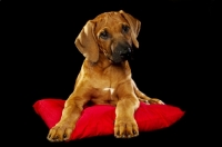 Picture of Rhodesian Ridgeback puppy on cushion