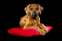 Picture of Rhodesian Ridgeback puppy on pillow