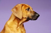 Picture of Rhodesian Ridgeback puppy profile