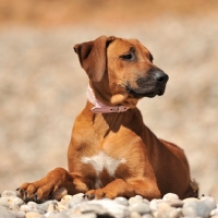 Picture of rhodesian ridgeback puppy relaxing on a pebble beach