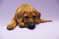 Picture of Rhodesian Ridgeback puppy resting in studio