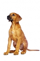 Picture of Rhodesian Ridgeback puppy sitting on white background