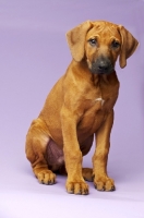 Picture of Rhodesian Ridgeback puppy sitting on purple background