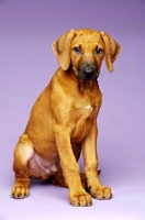 Picture of Rhodesian Ridgeback puppy sitting on purple background