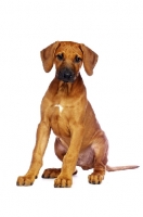 Picture of Rhodesian Ridgeback puppy sitting on white background