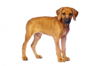 Picture of Rhodesian Ridgeback puppy standing on white background