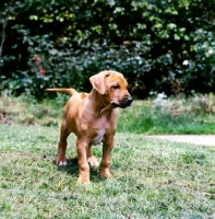 Picture of rhodesian ridgeback puppy walking on grass