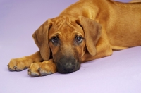 Picture of Rhodesian Ridgeback puppy