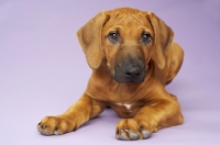 Picture of Rhodesian Ridgeback puppy