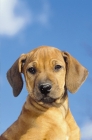 Picture of Rhodesian Ridgeback puppy