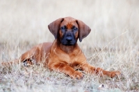 Picture of Rhodesian Ridgeback puppy