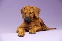 Picture of Rhodesian Ridgeback puppy