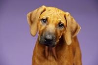 Picture of Rhodesian Ridgeback puppy