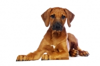 Picture of Rhodesian Ridgeback puppy