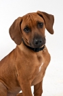 Picture of Rhodesian Ridgeback Puppy