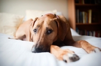 Picture of Rhodesian Ridgeback resting on bed