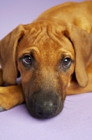 Picture of Rhodesian Ridgeback resting on purple background