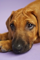 Picture of Rhodesian Ridgeback resting