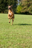 Picture of Rhodesian Ridgeback running on grass