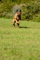 Picture of Rhodesian Ridgeback running on grass
