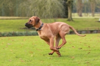 Picture of Rhodesian Ridgeback, running