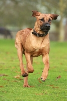 Picture of Rhodesian Ridgeback, running