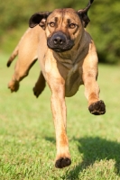 Picture of Rhodesian Ridgeback running