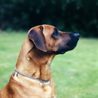 Picture of rhodesian ridgeback side view, portrait