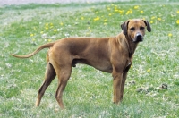 Picture of Rhodesian Ridgeback side view