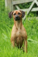 Picture of Rhodesian Ridgeback sitting on grass