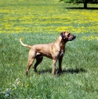 Picture of rhodesian ridgeback standing in a field