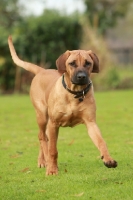Picture of Rhodesian Ridgeback, striding out