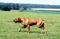 Picture of rhodesian ridgeback, trotting across field