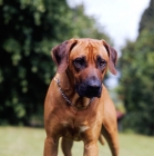 Picture of rhodesian ridgeback with choke chain looking down at camera