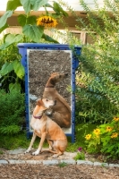 Picture of Rhodesian ridgeback with mirror