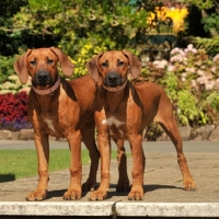 Picture of rhodesian ridgebacks litter sister pups