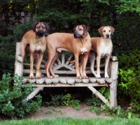 Picture of Rhodesian Ridgebacks on bench