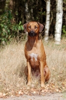 Picture of Rhodesian Ridgeback