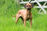 Picture of Rhodesian Ridgeback