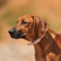 Picture of rhodesian ridgeback