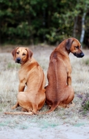 Picture of Rhodesian Ridgeback