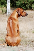 Picture of Rhodesian Ridgeback