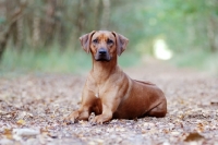 Picture of Rhodesian Ridgeback