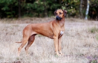 Picture of Rhodesian Ridgeback